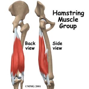 Hamstring - Be In Motion Physiotherapy